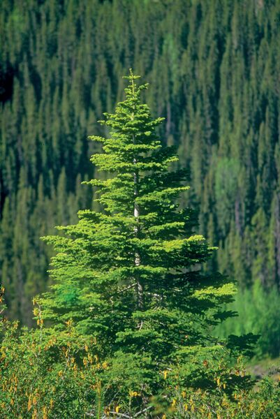 File:Spruce-tree.jpg
