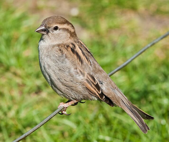 File:House sparrow.JPG