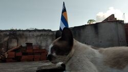 Image of one of the Royal cats with the Old Flag of the Empire of Background in a Kanindeense sunset.